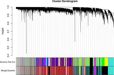 Activation of Complement Pathways in Kidney Tissue May Mediate Tubulointerstitial Injury in Diabetic Nephropathy